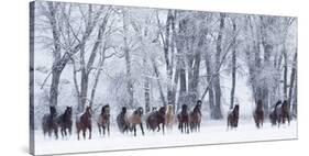 Rf- Quarter Horses Running In Snow At Ranch, Shell, Wyoming, USA, February-Carol Walker-Stretched Canvas