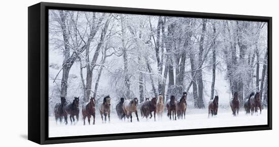 Rf- Quarter Horses Running In Snow At Ranch, Shell, Wyoming, USA, February-Carol Walker-Framed Stretched Canvas