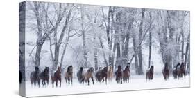 Rf- Quarter Horses Running In Snow At Ranch, Shell, Wyoming, USA, February-Carol Walker-Stretched Canvas