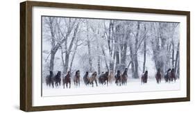 Rf- Quarter Horses Running In Snow At Ranch, Shell, Wyoming, USA, February-Carol Walker-Framed Photographic Print