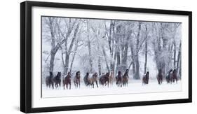 Rf- Quarter Horses Running In Snow At Ranch, Shell, Wyoming, USA, February-Carol Walker-Framed Photographic Print