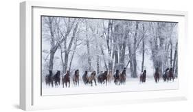 Rf- Quarter Horses Running In Snow At Ranch, Shell, Wyoming, USA, February-Carol Walker-Framed Photographic Print