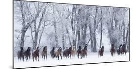 Rf- Quarter Horses Running In Snow At Ranch, Shell, Wyoming, USA, February-Carol Walker-Mounted Photographic Print