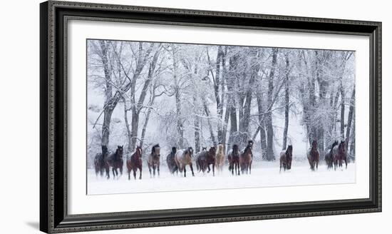 Rf- Quarter Horses Running In Snow At Ranch, Shell, Wyoming, USA, February-Carol Walker-Framed Photographic Print