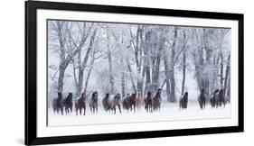 Rf- Quarter Horses Running In Snow At Ranch, Shell, Wyoming, USA, February-Carol Walker-Framed Photographic Print