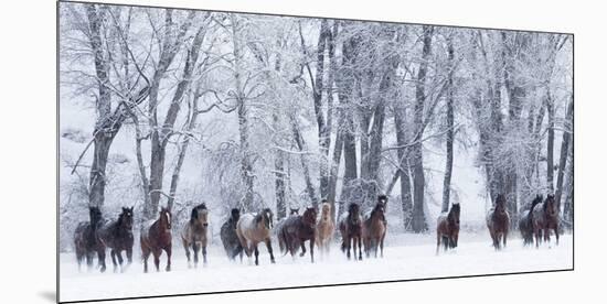 Rf- Quarter Horses Running In Snow At Ranch, Shell, Wyoming, USA, February-Carol Walker-Mounted Photographic Print