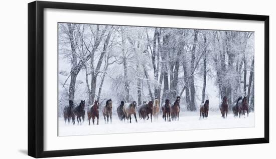 Rf- Quarter Horses Running In Snow At Ranch, Shell, Wyoming, USA, February-Carol Walker-Framed Premium Photographic Print