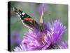 RF - Red admiral butterfly on Michaelmas daises (Aster amellus) in autumn, Norfolk, England, UK-Ernie Janes-Stretched Canvas