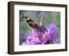 RF - Red admiral butterfly on Michaelmas daises (Aster amellus) in autumn, Norfolk, England, UK-Ernie Janes-Framed Photographic Print