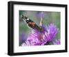 RF - Red admiral butterfly on Michaelmas daises (Aster amellus) in autumn, Norfolk, England, UK-Ernie Janes-Framed Photographic Print