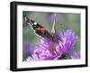 RF - Red admiral butterfly on Michaelmas daises (Aster amellus) in autumn, Norfolk, England, UK-Ernie Janes-Framed Photographic Print