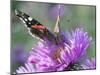 RF - Red admiral butterfly on Michaelmas daises (Aster amellus) in autumn, Norfolk, England, UK-Ernie Janes-Mounted Photographic Print