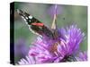 RF - Red admiral butterfly on Michaelmas daises (Aster amellus) in autumn, Norfolk, England, UK-Ernie Janes-Stretched Canvas