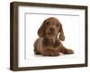 RF - Red Dachshund puppy lying down.-Mark Taylor-Framed Photographic Print