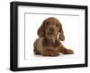 RF - Red Dachshund puppy lying down.-Mark Taylor-Framed Photographic Print