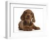 RF - Red Dachshund puppy lying down.-Mark Taylor-Framed Photographic Print