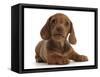 RF - Red Dachshund puppy lying down.-Mark Taylor-Framed Stretched Canvas