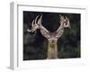 RF - Red deer (Cervus elaphus) stag shedding velvet from antlers in autumn,  Norfolk, England-Ernie Janes-Framed Photographic Print