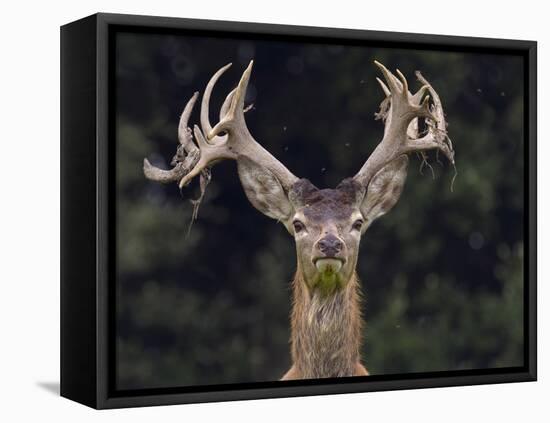 RF - Red deer (Cervus elaphus) stag shedding velvet from antlers in autumn,  Norfolk, England-Ernie Janes-Framed Stretched Canvas