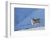 RF - Reindeer (Rangifer tarandus) on a snowy ridge, Svalbard, Norway, April-Danny Green-Framed Photographic Print