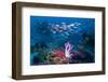 RF - Shoal of Slender pinjalo snappers swimming over coral reef. West Papua, Indonesia-Georgette Douwma-Framed Photographic Print