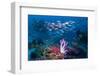 RF - Shoal of Slender pinjalo snappers swimming over coral reef. West Papua, Indonesia-Georgette Douwma-Framed Photographic Print