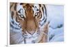 RF - Siberian tiger (Panthera tigris altaica) in snow, captive.-Edwin Giesbers-Framed Photographic Print