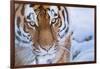 RF - Siberian tiger (Panthera tigris altaica) in snow, captive.-Edwin Giesbers-Framed Photographic Print