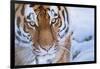 RF - Siberian tiger (Panthera tigris altaica) in snow, captive.-Edwin Giesbers-Framed Photographic Print