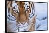 RF - Siberian tiger (Panthera tigris altaica) in snow, captive.-Edwin Giesbers-Framed Stretched Canvas