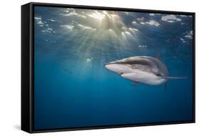 RF - Silky shark swimming, Gardens of the Queen National Park, Cuba-Alex Mustard-Framed Stretched Canvas