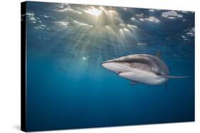 RF - Silky shark swimming, Gardens of the Queen National Park, Cuba-Alex Mustard-Stretched Canvas