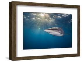 RF - Silky shark swimming, Gardens of the Queen National Park, Cuba-Alex Mustard-Framed Photographic Print