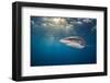 RF - Silky shark swimming, Gardens of the Queen National Park, Cuba-Alex Mustard-Framed Photographic Print