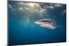 RF - Silky shark swimming, Gardens of the Queen National Park, Cuba-Alex Mustard-Mounted Photographic Print