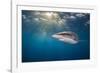 RF - Silky shark swimming, Gardens of the Queen National Park, Cuba-Alex Mustard-Framed Photographic Print