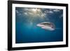 RF - Silky shark swimming, Gardens of the Queen National Park, Cuba-Alex Mustard-Framed Photographic Print