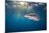 RF - Silky shark swimming, Gardens of the Queen National Park, Cuba-Alex Mustard-Mounted Photographic Print