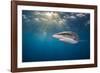 RF - Silky shark swimming, Gardens of the Queen National Park, Cuba-Alex Mustard-Framed Photographic Print