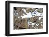 RF - Snow leopard male moving over rocky, snow-covered slopes. Himalayas, Ladakh, India.-Nick Garbutt-Framed Photographic Print