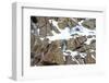 RF - Snow leopard male moving over rocky, snow-covered slopes. Himalayas, Ladakh, India.-Nick Garbutt-Framed Photographic Print