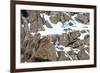 RF - Snow leopard male moving over rocky, snow-covered slopes. Himalayas, Ladakh, India.-Nick Garbutt-Framed Photographic Print