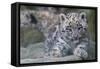 RF - Snow leopard (Panthera uncia) cub age three months, captive-Edwin Giesbers-Framed Stretched Canvas