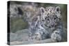 RF - Snow leopard (Panthera uncia) cub age three months, captive-Edwin Giesbers-Stretched Canvas