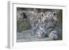 RF - Snow leopard (Panthera uncia) cub age three months, captive-Edwin Giesbers-Framed Photographic Print