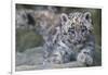 RF - Snow leopard (Panthera uncia) cub age three months, captive-Edwin Giesbers-Framed Photographic Print