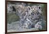 RF - Snow leopard (Panthera uncia) cub age three months, captive-Edwin Giesbers-Framed Photographic Print