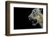 RF - Snow leopard (Panthera uncia)  female,  captive-Edwin Giesbers-Framed Photographic Print