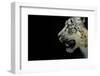 RF - Snow leopard (Panthera uncia)  female,  captive-Edwin Giesbers-Framed Photographic Print