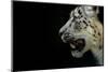 RF - Snow leopard (Panthera uncia)  female,  captive-Edwin Giesbers-Mounted Photographic Print